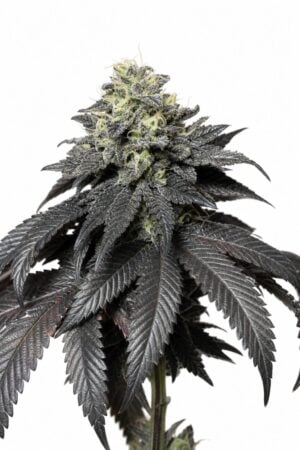 Valencia Seeds – Peanut Butter Cookies
