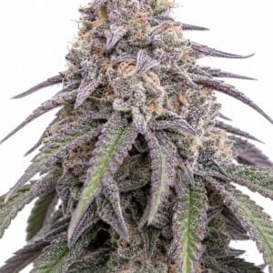Valencia Seeds - Permanent Marker TRIPLOID by Seed City Bulk Cannabis Seeds plant image