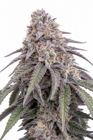 Valencia Seeds – Permanent Marker TRIPLOID