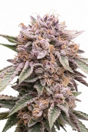 Valencia Seeds – Pink Animal Crackers