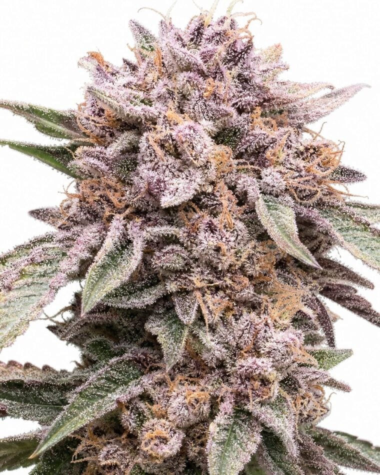 Valencia Seeds - Pink Animal Crackers by Seed City Bulk Cannabis Seeds plant image