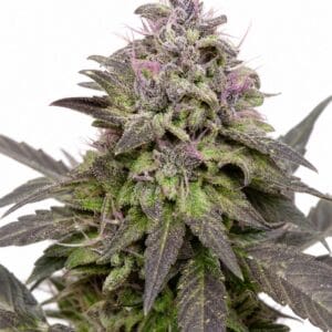 Valencia Seeds - Pink Runtz by Seed City Bulk Cannabis Seeds plant image