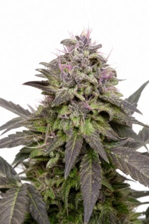 Valencia Seeds – Pink Runtz