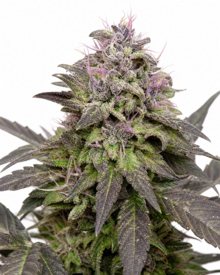 Valencia Seeds - Pink Runtz by Seed City Bulk Cannabis Seeds plant image
