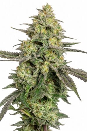 Valencia Seeds – Platinium TRIPLOID