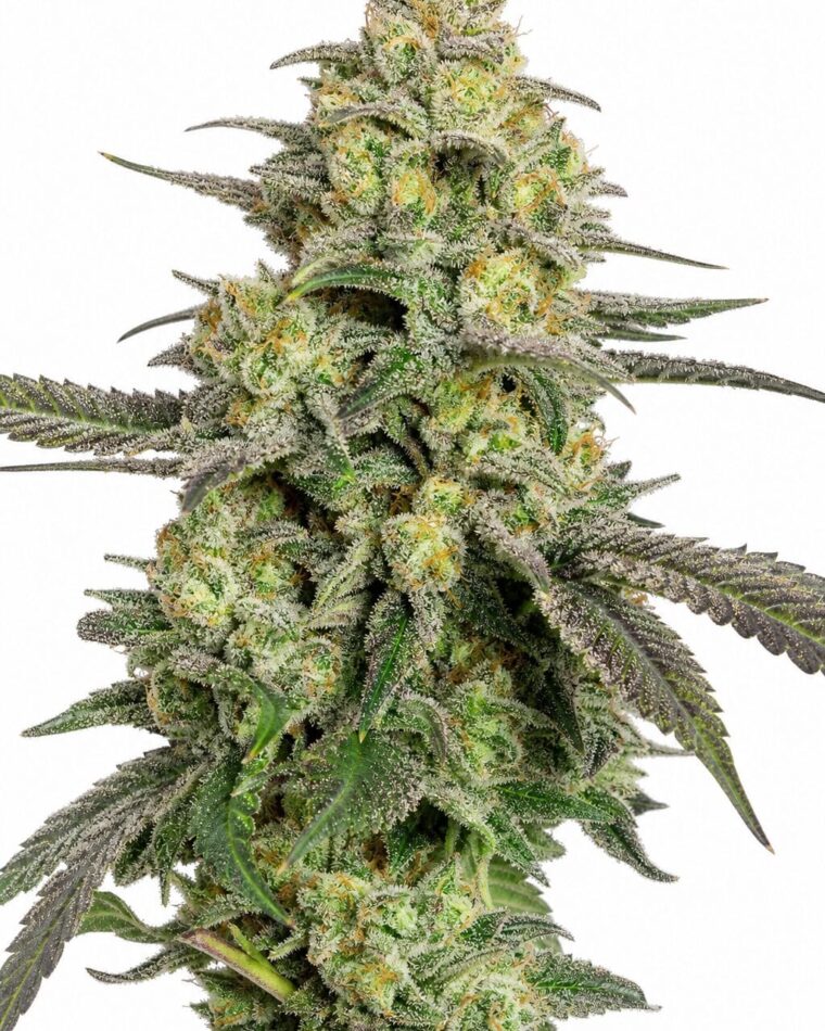 Valencia Seeds - Platinium TRIPLOID by Seed City Bulk Cannabis Seeds plant image