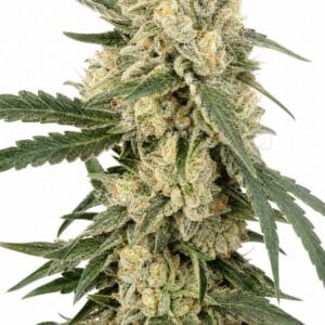 Valencia Seeds - Pluto Cut RF3 Auto by Seed City Bulk Cannabis Seeds plant image