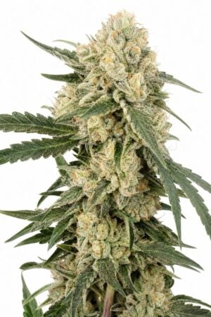 Valencia Seeds – Pluto Cut RF3 Auto