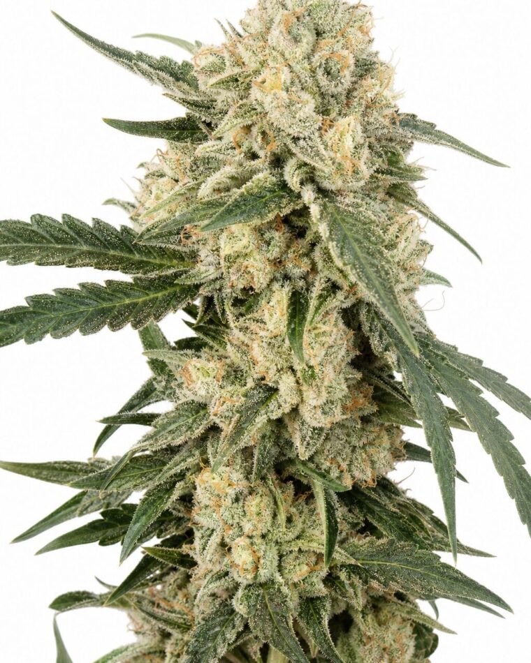 Valencia Seeds - Pluto Cut RF3 Auto by Seed City Bulk Cannabis Seeds plant image