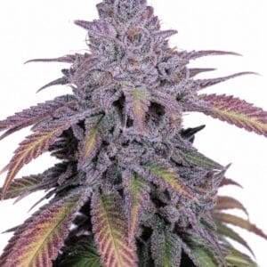 Valencia Seeds - Purple Punch x Cherry Pie by Seed City Bulk Cannabis Seeds plant image