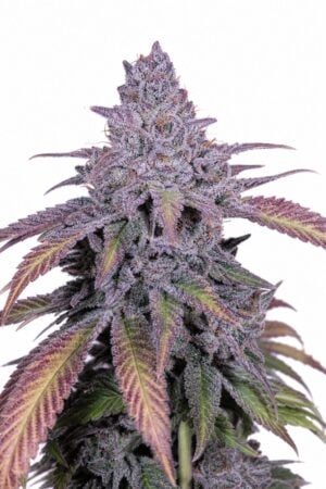 Valencia Seeds – Purple Punch x Cherry Pie