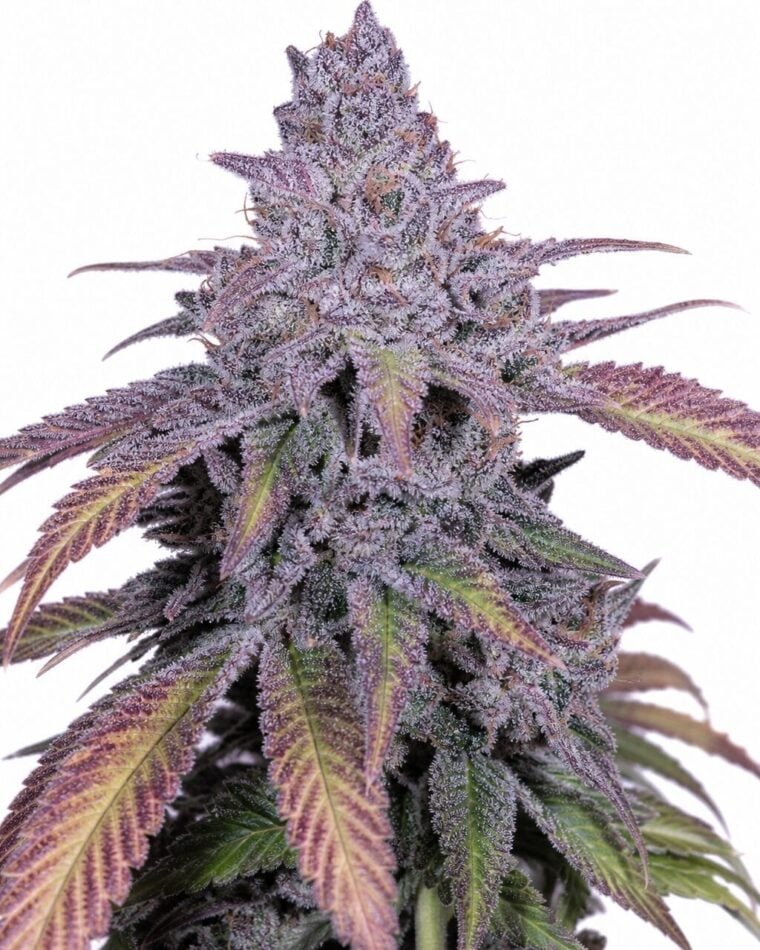 Valencia Seeds - Purple Punch x Cherry Pie by Seed City Bulk Cannabis Seeds plant image