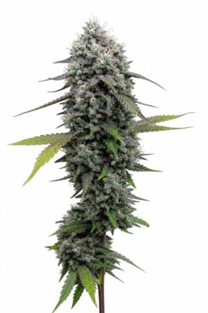 Valencia Seeds – Rainbow Sherbet x Pink Guava