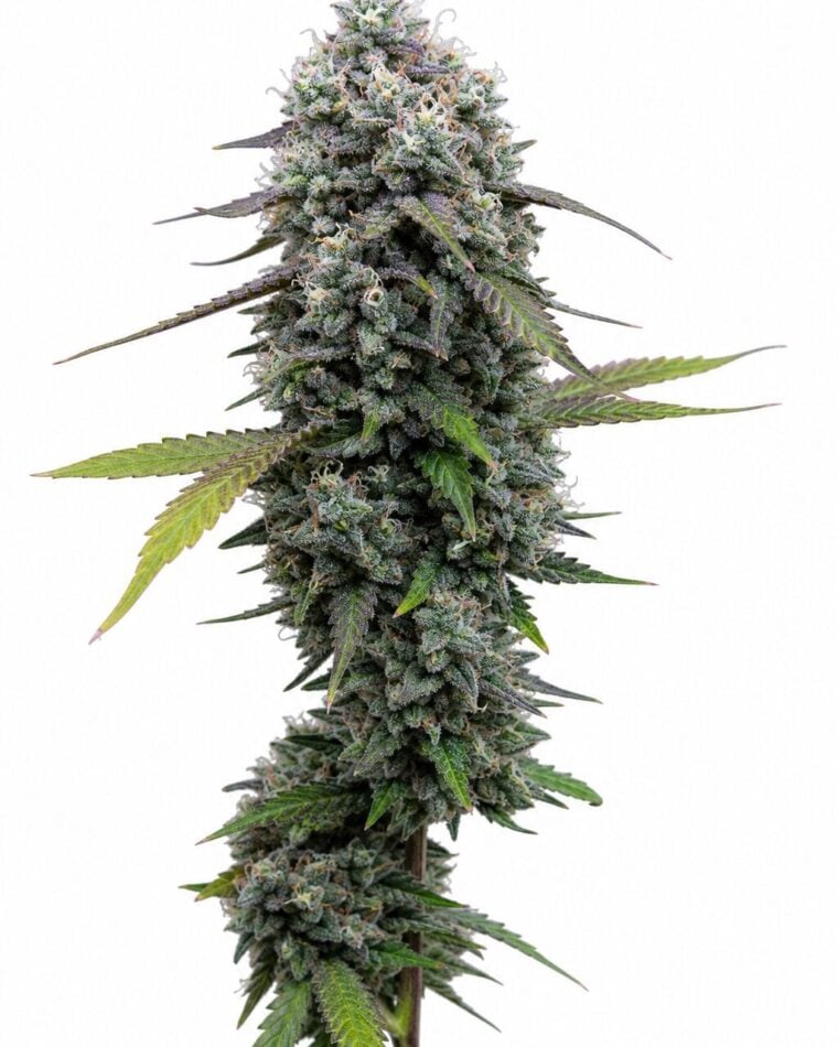 Valencia Seeds - Rainbow Sherbet x Pink Guava by Seed City Bulk Cannabis Seeds plant image
