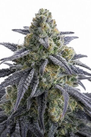 Valencia Seeds – Rotten Apple TRIPLOID