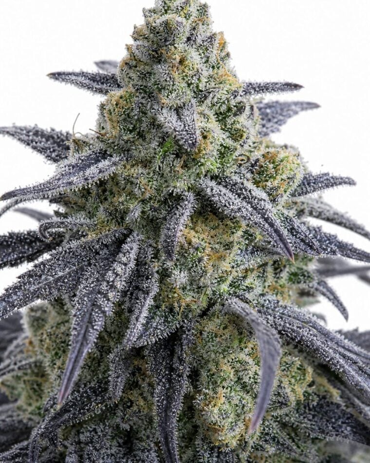 Valencia Seeds - Rotten Apple TRIPLOID by Seed City Bulk Cannabis Seeds plant image
