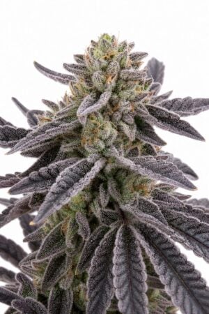Valencia Seeds – RS11