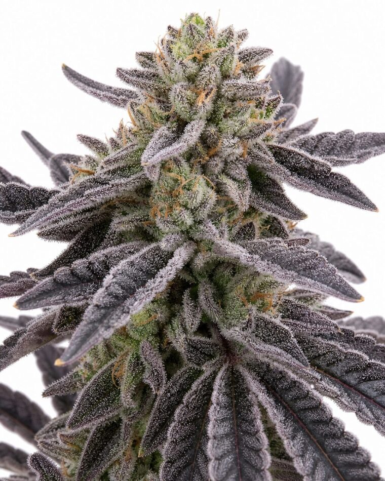 Valencia Seeds - RS11 by Seed City Bulk Cannabis Seeds plant image