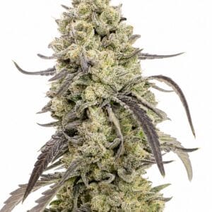 Valencia Seeds - Runtz by Seed City Bulk Cannabis Seeds plant image