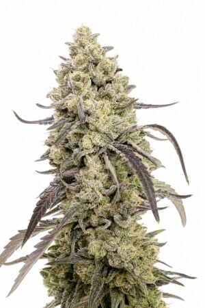 Valencia Seeds – Runtz