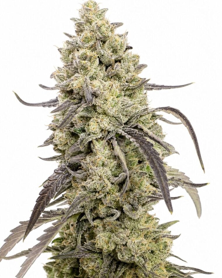 Valencia Seeds - Runtz by Seed City Bulk Cannabis Seeds plant image