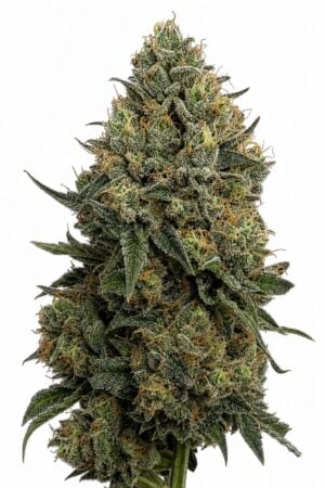 Valencia Seeds – Scotch Soda