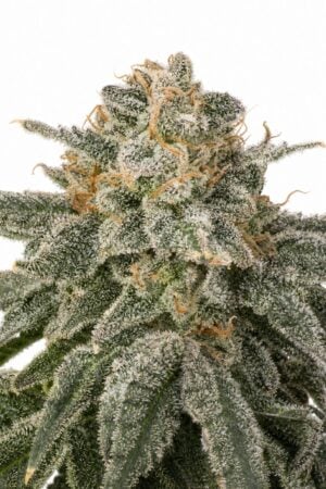 Valencia Seeds – Sello