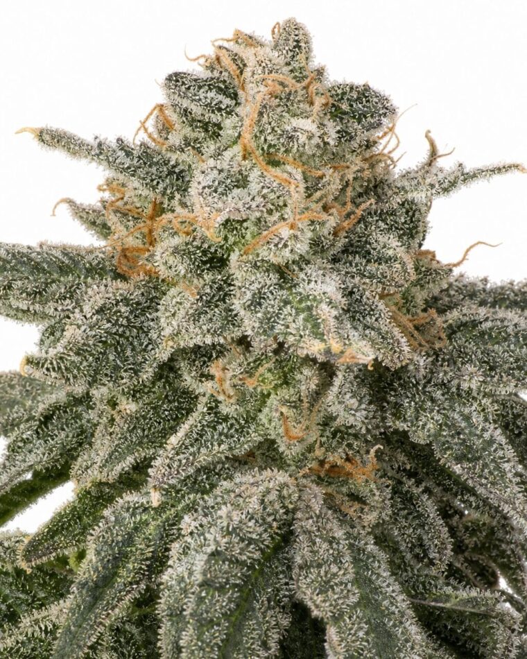 Valencia Seeds - Sello by Seed City Bulk Cannabis Seeds plant image