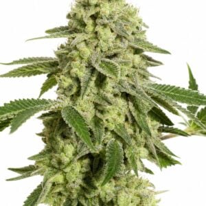 Valencia Seeds - Sherbet by Seed City Bulk Cannabis Seeds plant image