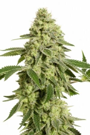 Valencia Seeds – Sherbet