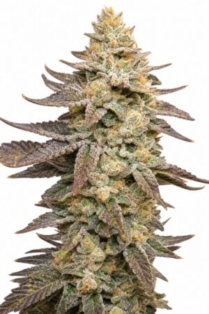 Valencia Seeds – Sherbet TRIPLOID