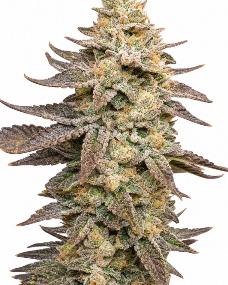 Valencia Seeds - Sherbet TRIPLOID by Seed City Bulk Cannabis Seeds plant image