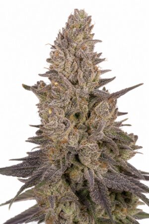 Valencia Seeds – Slurricane