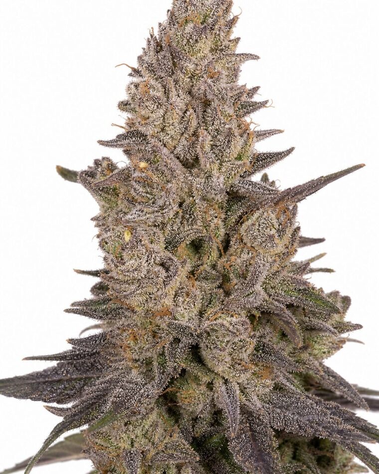 Valencia Seeds - Slurricane by Seed City Bulk Cannabis Seeds plant image