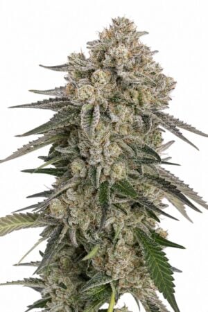 Valencia Seeds – Sour Diesel Auto