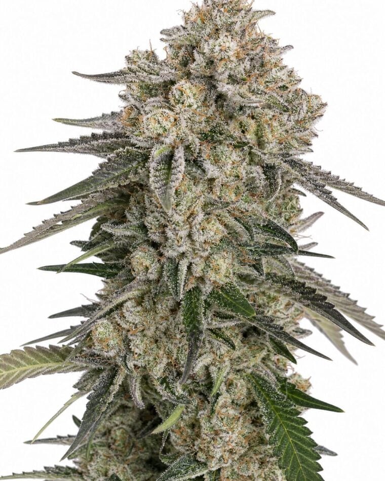 Valencia Seeds - Sour Diesel Auto by Seed City Bulk Cannabis Seeds plant image