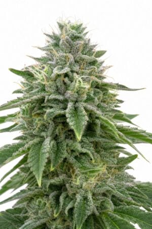 Valencia Seeds – Stardawg