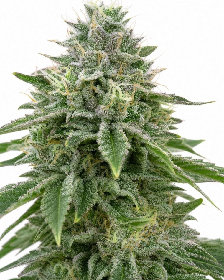 Valencia Seeds - Stardawg by Seed City Bulk Cannabis Seeds plant image