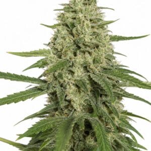 Valencia Seeds - Super Lemon Haze by Seed City Bulk Cannabis Seeds plant image