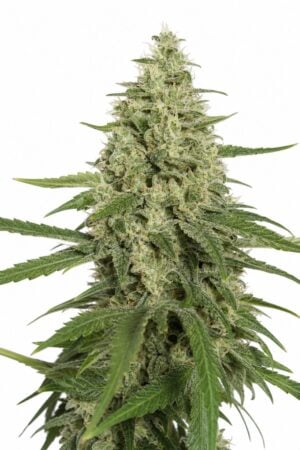 Valencia Seeds – Super Lemon Haze