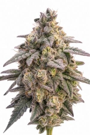 Valencia Seeds – Tropical Zookies