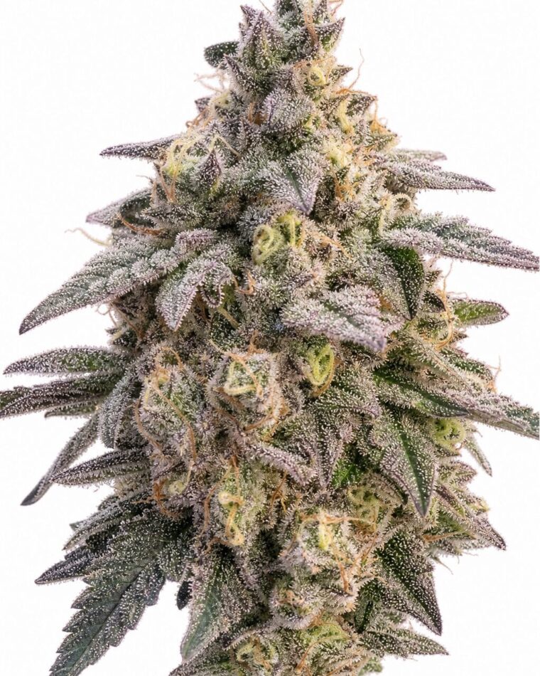 Valencia Seeds - Tropical Zookies by Seed City Bulk Cannabis Seeds plant image