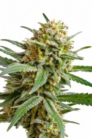 Valencia Seeds – True Lemon x Slurricane