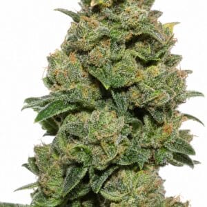 Valencia Seeds - UK Cheese by Seed City Bulk Cannabis Seeds plant image