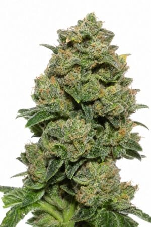 Valencia Seeds – UK Cheese
