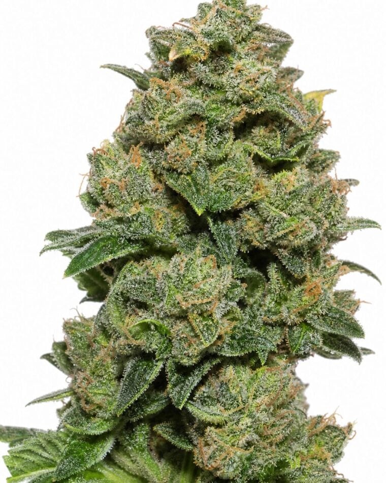Valencia Seeds - UK Cheese by Seed City Bulk Cannabis Seeds plant image