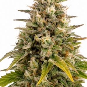 Valencia Seeds - Wedding Cake by Seed City Bulk Cannabis Seeds plant image