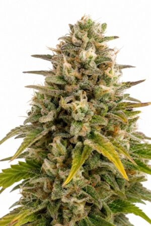 Valencia Seeds – Wedding Cake