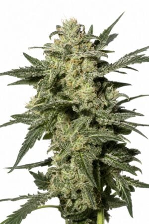 Valencia Seeds – White Widow Auto