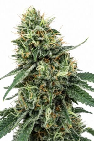 Valencia Seeds – White Widow